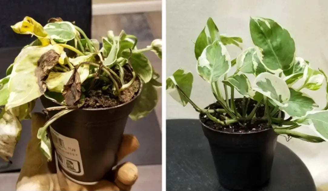 A wilted potted plant on the left, and a healthy, vibrant version of the same plant on the right.